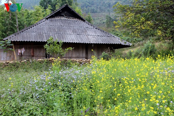 Spring flowers blossoming in northwestern region  - ảnh 1